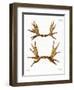 Moose Antlers-null-Framed Premium Giclee Print