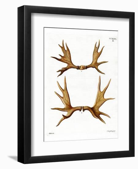 Moose Antlers-null-Framed Premium Giclee Print