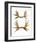 Moose Antlers-null-Framed Premium Giclee Print