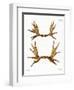 Moose Antlers-null-Framed Premium Giclee Print