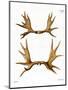 Moose Antlers-null-Mounted Premium Giclee Print