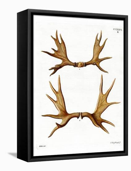 Moose Antlers-null-Framed Stretched Canvas
