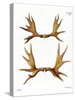 Moose Antlers-null-Stretched Canvas