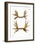 Moose Antlers-null-Framed Giclee Print