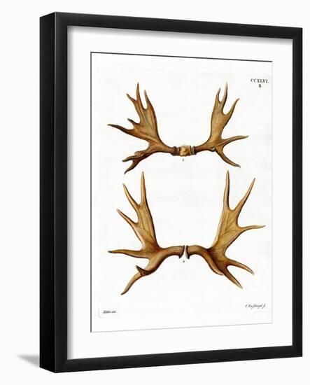 Moose Antlers-null-Framed Giclee Print