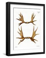 Moose Antlers-null-Framed Giclee Print