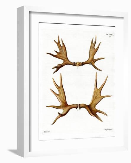 Moose Antlers-null-Framed Giclee Print