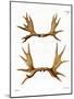 Moose Antlers-null-Mounted Giclee Print