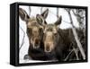 Moose at Grand Teton National Park, Wyoming, USA-Tom Norring-Framed Stretched Canvas