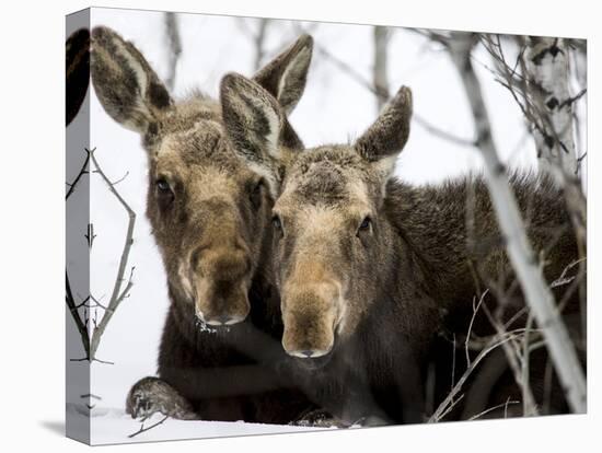 Moose at Grand Teton National Park, Wyoming, USA-Tom Norring-Stretched Canvas