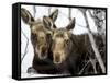 Moose at Grand Teton National Park, Wyoming, USA-Tom Norring-Framed Stretched Canvas