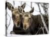 Moose at Grand Teton National Park, Wyoming, USA-Tom Norring-Stretched Canvas