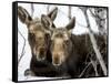 Moose at Grand Teton National Park, Wyoming, USA-Tom Norring-Framed Stretched Canvas