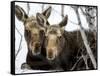 Moose at Grand Teton National Park, Wyoming, USA-Tom Norring-Framed Stretched Canvas