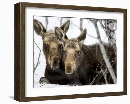 Moose at Grand Teton National Park, Wyoming, USA-Tom Norring-Framed Premium Photographic Print