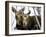 Moose at Grand Teton National Park, Wyoming, USA-Tom Norring-Framed Premium Photographic Print