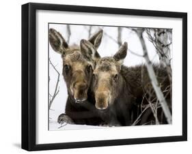 Moose at Grand Teton National Park, Wyoming, USA-Tom Norring-Framed Premium Photographic Print