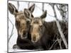 Moose at Grand Teton National Park, Wyoming, USA-Tom Norring-Mounted Premium Photographic Print