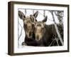 Moose at Grand Teton National Park, Wyoming, USA-Tom Norring-Framed Photographic Print