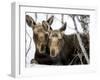 Moose at Grand Teton National Park, Wyoming, USA-Tom Norring-Framed Photographic Print