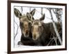 Moose at Grand Teton National Park, Wyoming, USA-Tom Norring-Framed Photographic Print