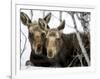 Moose at Grand Teton National Park, Wyoming, USA-Tom Norring-Framed Photographic Print