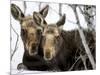 Moose at Grand Teton National Park, Wyoming, USA-Tom Norring-Mounted Photographic Print