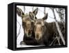 Moose at Grand Teton National Park, Wyoming, USA-Tom Norring-Framed Stretched Canvas