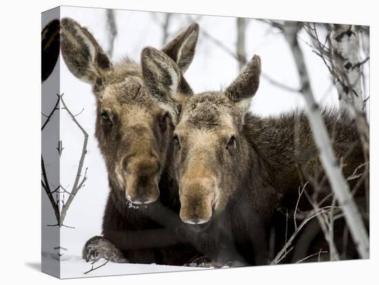 Moose at Grand Teton National Park, Wyoming, USA-Tom Norring-Stretched Canvas