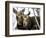 Moose at Grand Teton National Park, Wyoming, USA-Tom Norring-Framed Photographic Print