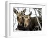 Moose at Grand Teton National Park, Wyoming, USA-Tom Norring-Framed Photographic Print