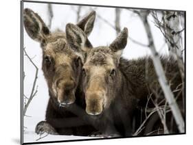 Moose at Grand Teton National Park, Wyoming, USA-Tom Norring-Mounted Photographic Print