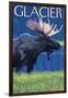 Moose at Night, Glacier National Park, Montana-Lantern Press-Framed Art Print