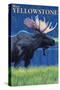 Moose at Night, West Yellowstone, Montana-Lantern Press-Stretched Canvas