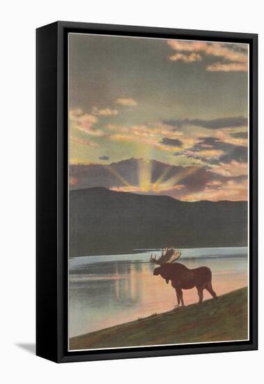 Moose at Sunset, Montana-null-Framed Stretched Canvas