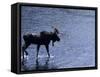Moose Bull Crosses River-Georgienne Bradley-Framed Stretched Canvas