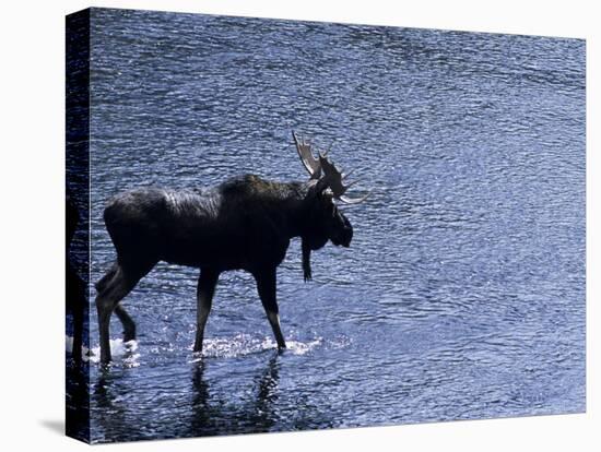 Moose Bull Crosses River-Georgienne Bradley-Stretched Canvas