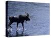 Moose Bull Crosses River-Georgienne Bradley-Stretched Canvas