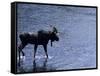 Moose Bull Crosses River-Georgienne Bradley-Framed Stretched Canvas