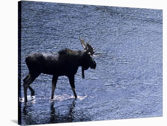 Moose Bull Crosses River-Georgienne Bradley-Stretched Canvas