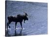 Moose Bull Crosses River-Georgienne Bradley-Stretched Canvas