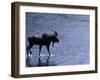 Moose Bull Crosses River-Georgienne Bradley-Framed Photographic Print