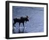 Moose Bull Crosses River-Georgienne Bradley-Framed Photographic Print