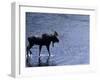 Moose Bull Crosses River-Georgienne Bradley-Framed Photographic Print