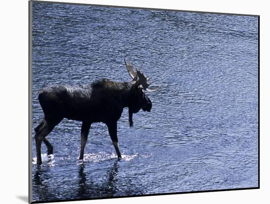 Moose Bull Crosses River-Georgienne Bradley-Mounted Photographic Print