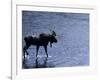 Moose Bull Crosses River-Georgienne Bradley-Framed Photographic Print