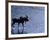 Moose Bull Crosses River-Georgienne Bradley-Framed Photographic Print