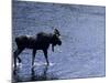 Moose Bull Crosses River-Georgienne Bradley-Mounted Photographic Print