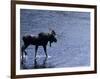 Moose Bull Crosses River-Georgienne Bradley-Framed Photographic Print