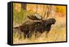 Moose bull in golden willows.-Larry Ditto-Framed Stretched Canvas